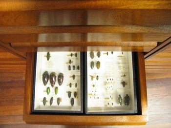 A specimen drawer in the Linnean collection