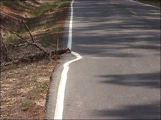 Not my job - white line swerves around a twig